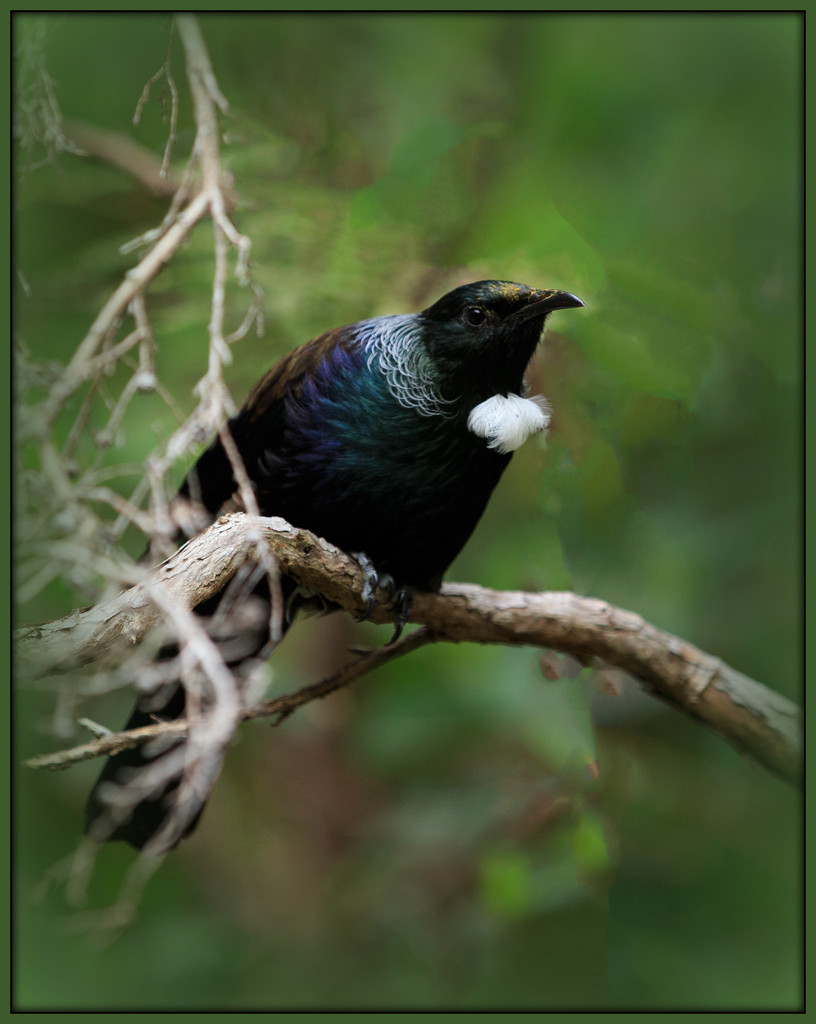 The grumpy tui by dide