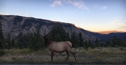 29th Aug 2018 - Dusk Elk
