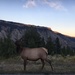 Dusk Elk by wilkinscd