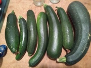 29th Aug 2018 - Courgette glut