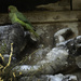 Parrot and Metope by jyokota