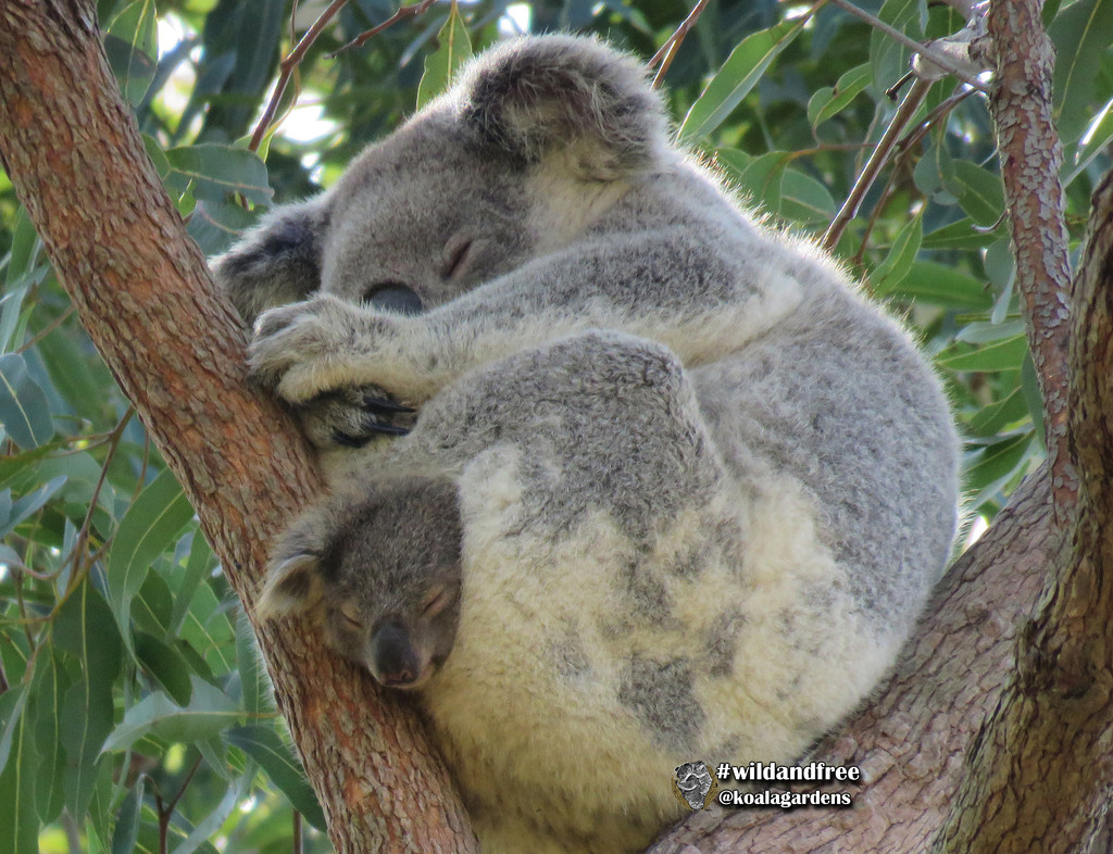 snug as a ... by koalagardens