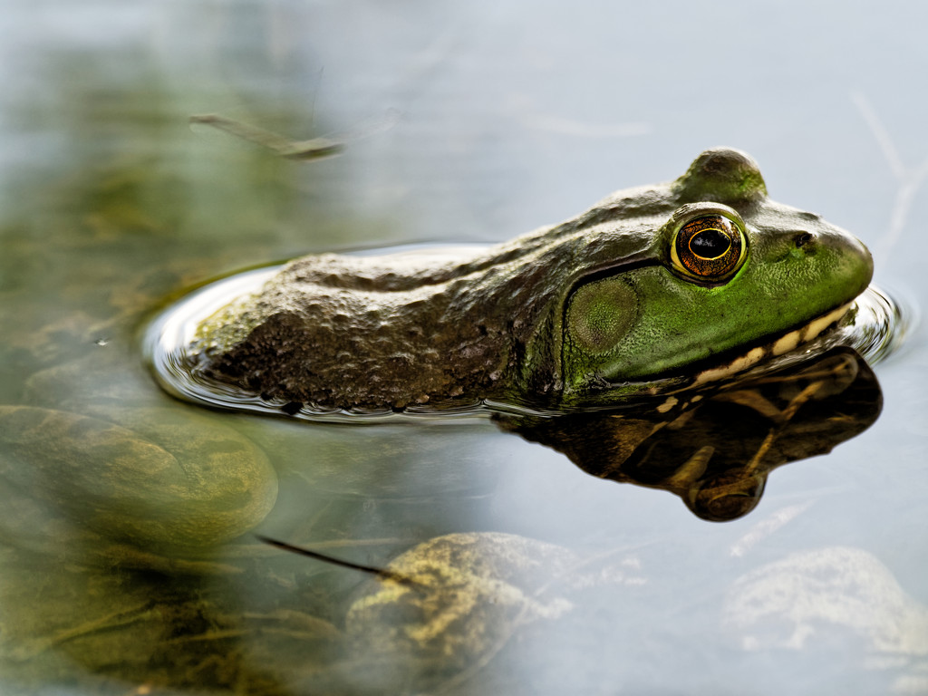 frog in water by rminer
