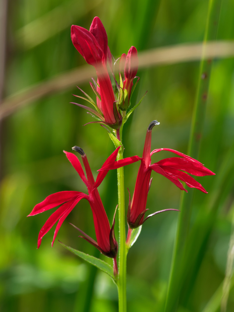 cardinal flower by rminer