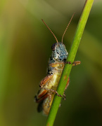 29th Aug 2018 - grasshopper 