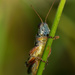 grasshopper  by rminer
