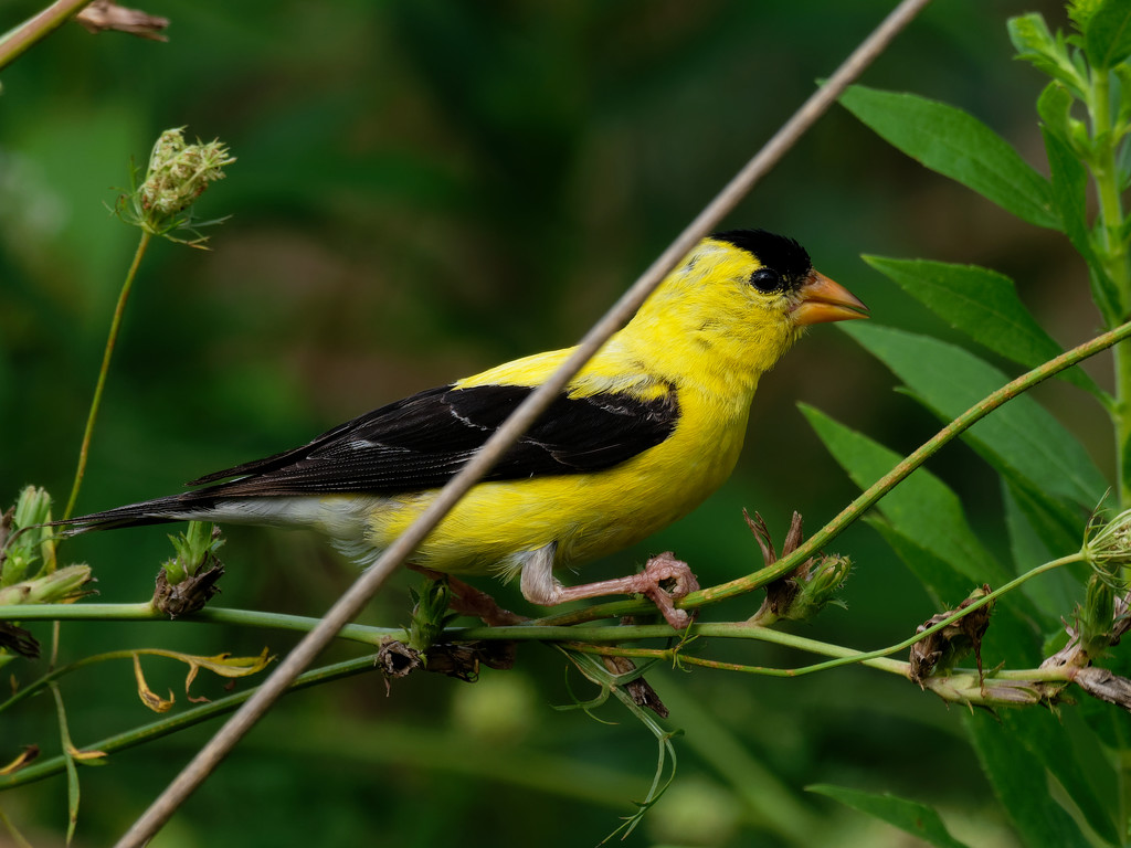 american goldfinch profile by rminer