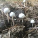 IMG_0811magic mushrooms  by rontu