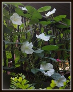 29th Aug 2018 - Moonflowers