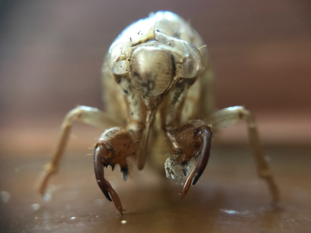 Cicada shell by kdrinkie