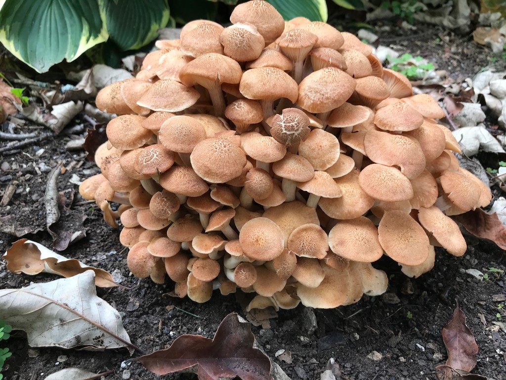 Mushroom mound by kdrinkie