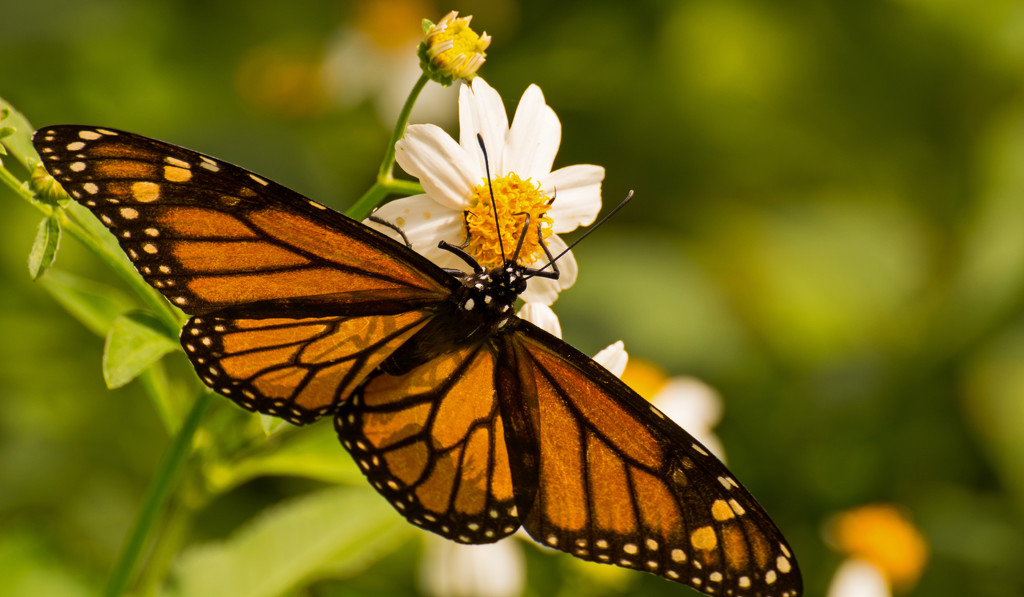Monarch Butterfly in the Sun! by rickster549