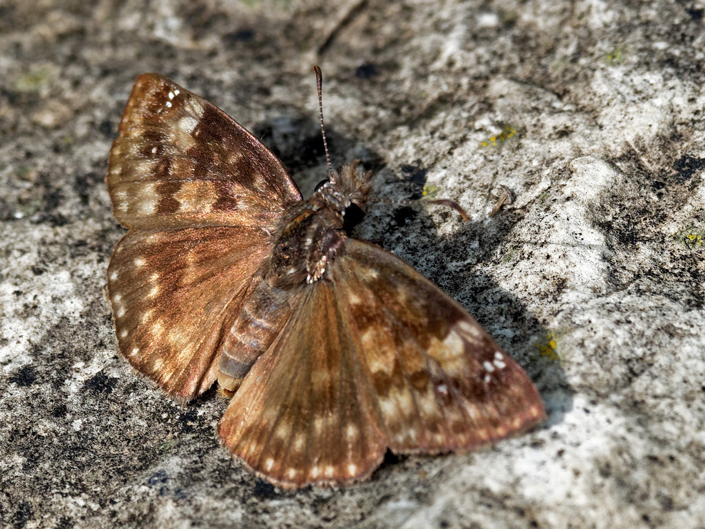 Dreamy Duskywing by rminer