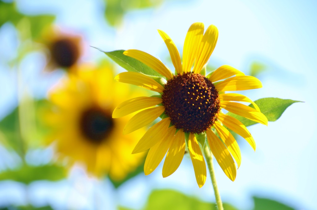 Sunflowers, Sunflowers by lynnz