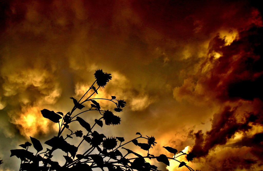 Stormy Sunset Sky by lynnz
