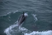 30th Aug 2018 - Tiri dolphins