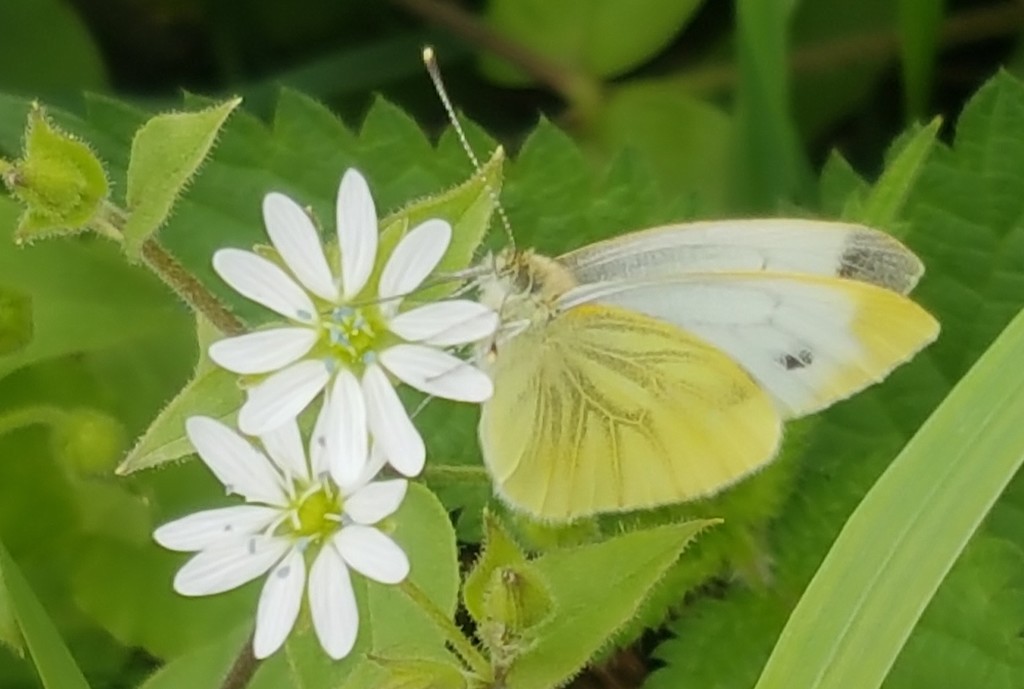 Green-veined White by julienne1