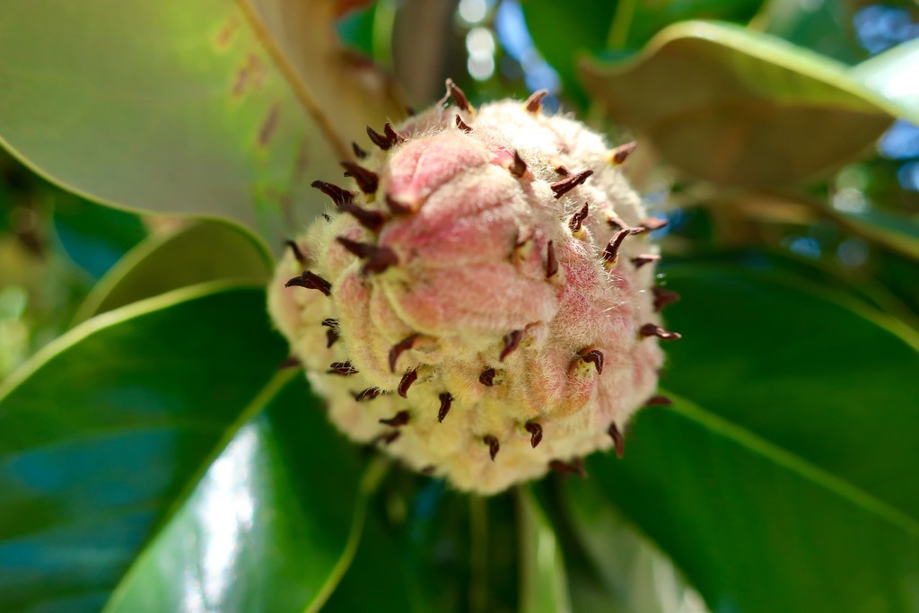 A Magnolia fruit by louannwarren