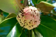 30th Aug 2018 - A Magnolia fruit