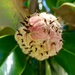 A Magnolia fruit by louannwarren