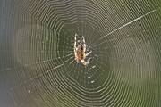 30th Aug 2018 - Spider's Web