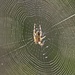 Spider's Web by billyboy