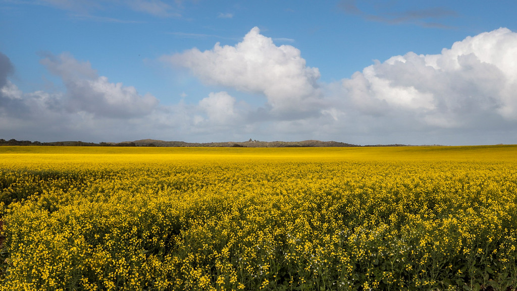 Canola fields just south of Dongara. by jodies