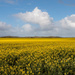 Canola fields just south of Dongara. by jodies