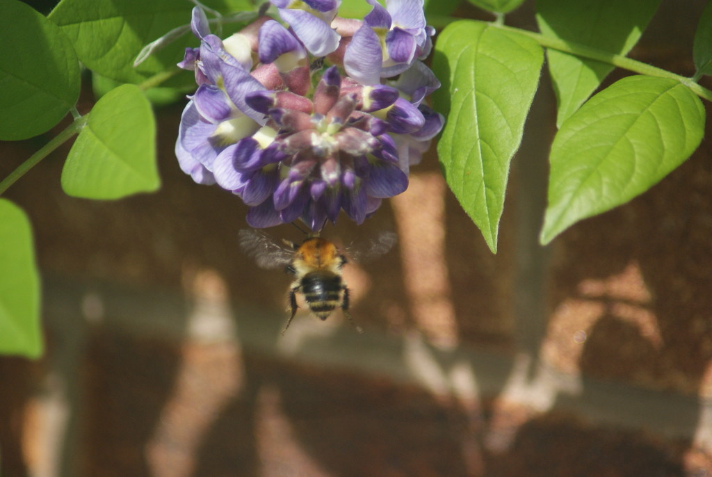 Bee and Wisteria by 365projectmaxine