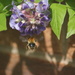 Bee and Wisteria by 365projectmaxine