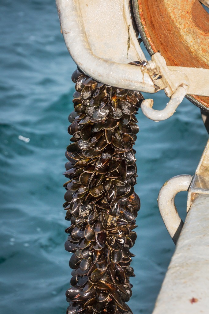 Mussels coming aboard by swillinbillyflynn