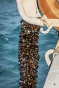 28th Aug 2018 - Mussels coming aboard