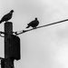 2 Pigeons by frequentframes
