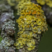 Lichen by tonygig