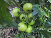 23rd Aug 2018 - Tomatoes