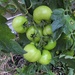 Tomatoes by oldjosh