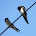 Swallows by oldjosh
