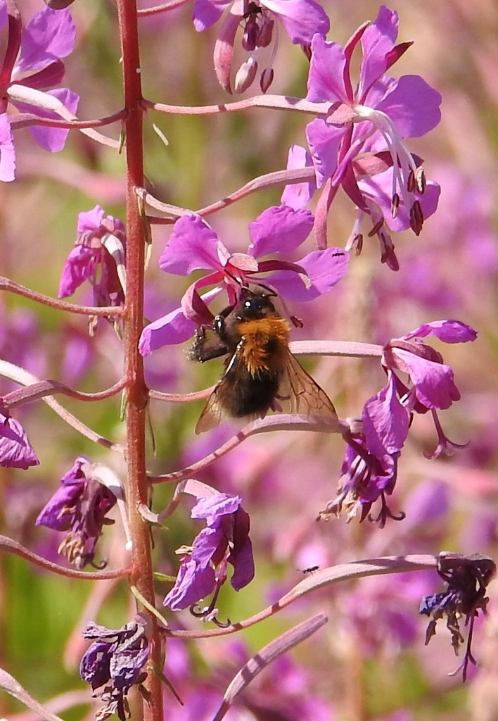 Bee on Rosebay Willowherb by oldjosh