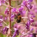 Bee on Rosebay Willowherb by oldjosh
