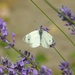 Cabbage White by oldjosh