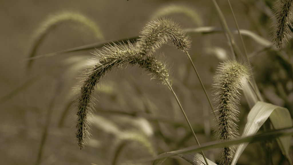 Grass tassels by randystreat