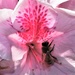 The Bee & The Azalea Flower ~ No. 1 by happysnaps