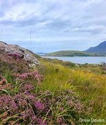 30th Aug 2018 - Heather by the loch
