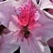 The Bee & The Azalea Flower ~ No. 2 by happysnaps