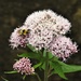 Bee on Hemp Agromony by oldjosh