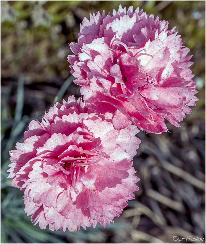 Pink Carnations by pcoulson