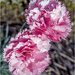 Pink Carnations by pcoulson