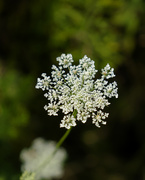 30th Aug 2018 - queen anne's lace