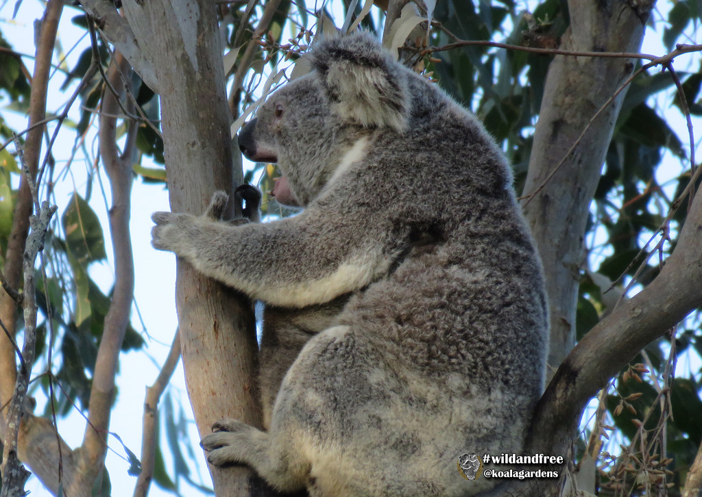 so tiring by koalagardens