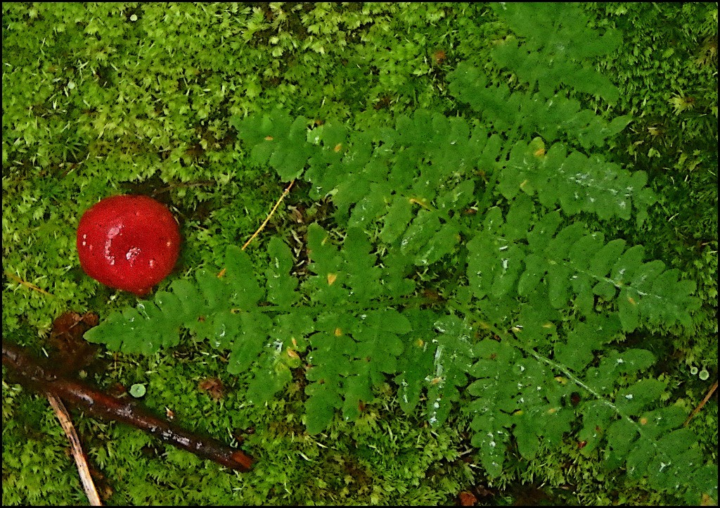 One Little Red Mushroom in a Sea of Moss by olivetreeann